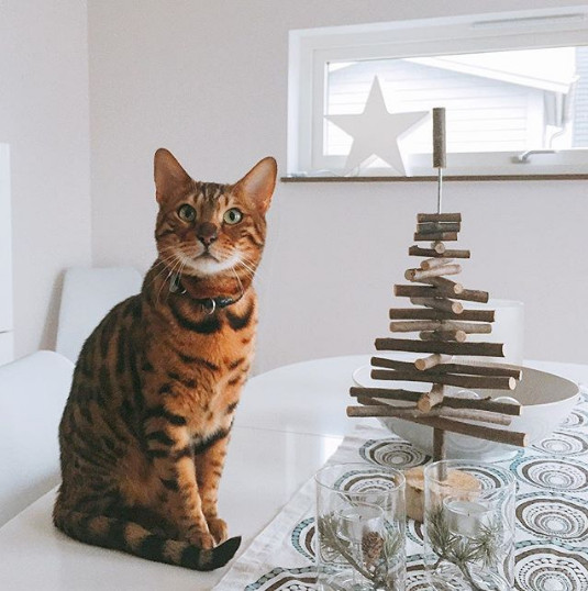 Brad in miniatura din lemn