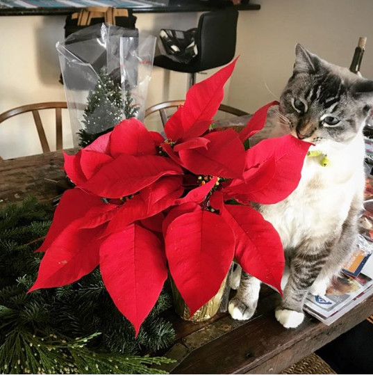 Plantele specifice din perioada Craciunului