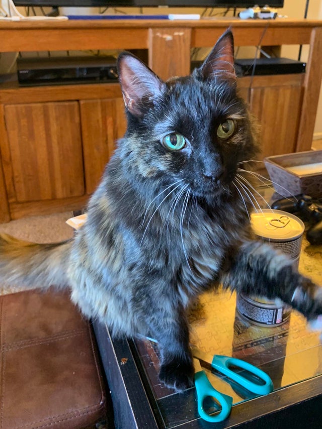 Si-a dus fiica la un centru de animale pentru a-si alege o pisica si a ales-o pe aceasta in varsta de 14 ani