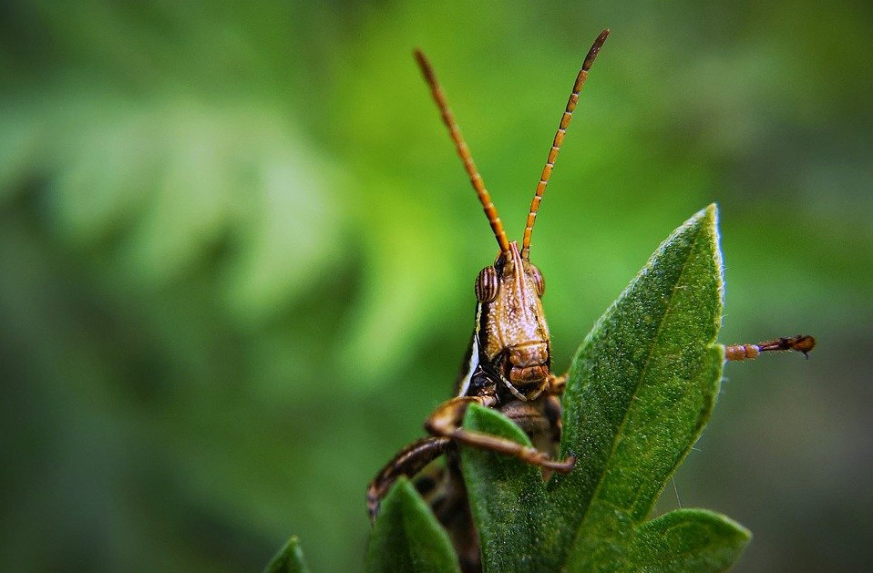 Lacustele au luat cu asalt orasul Las Vegas si au aparut pe un radar meteorologic