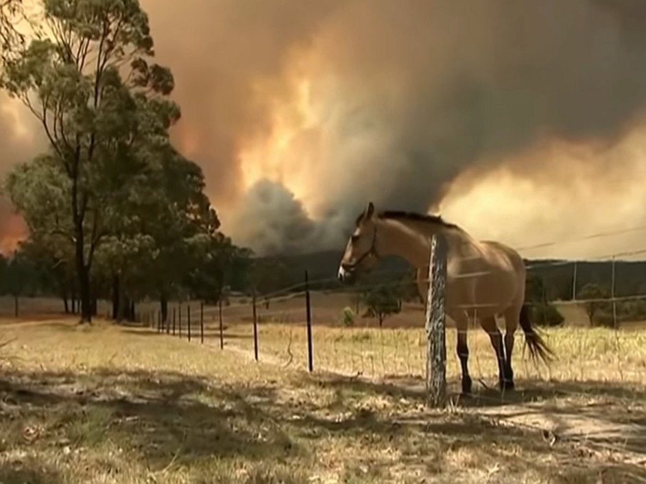 Milioane de animale, puse in pericol