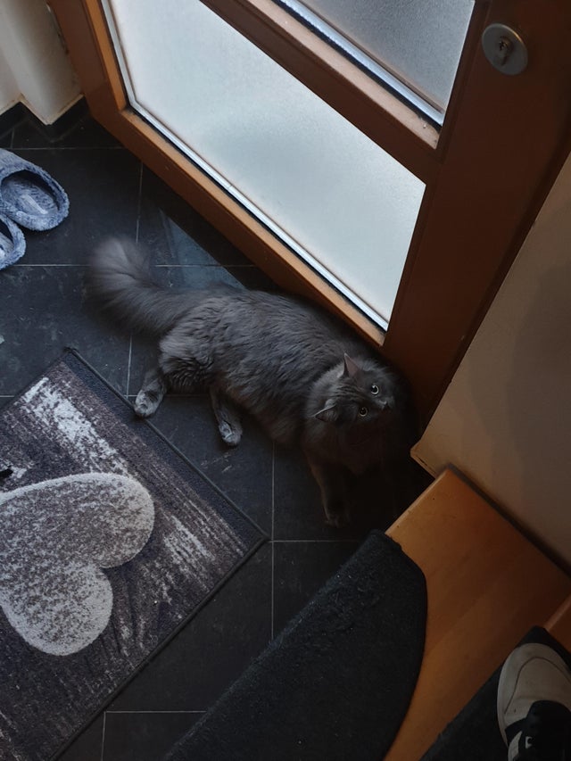 In fiecare dimineata blocheaza usa si se da la o parte doar cand i se da de mancare