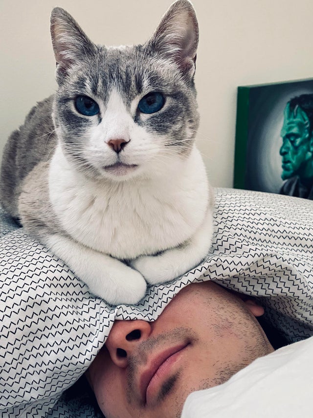 O pisica ce nu vrea sa isi lase stapanul sa doarma