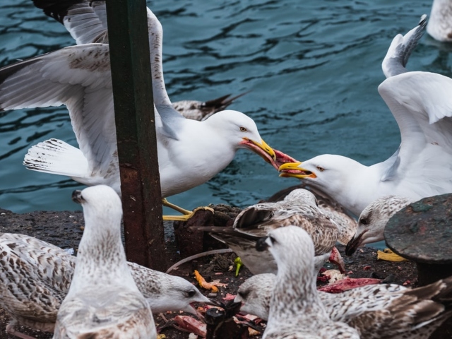 Se cearta constant in jurul celor mici