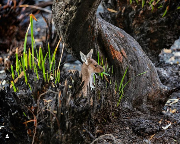 Renasterea naturii si a animalelor