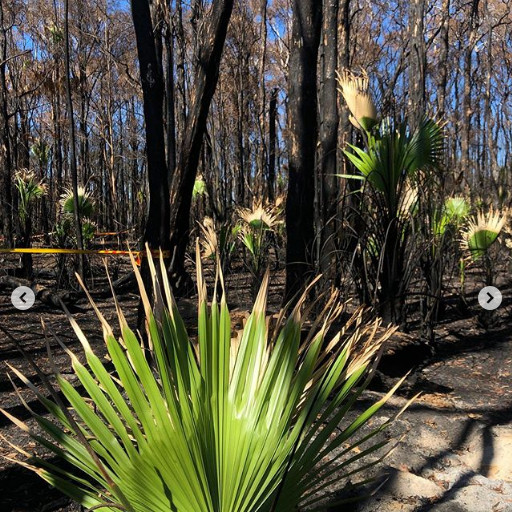 Viata isi continua cursul in padurea afectata