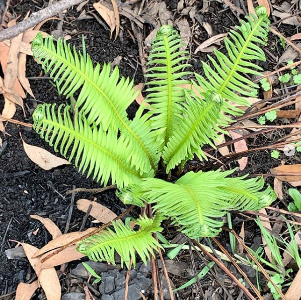 Au renascut din cenusa