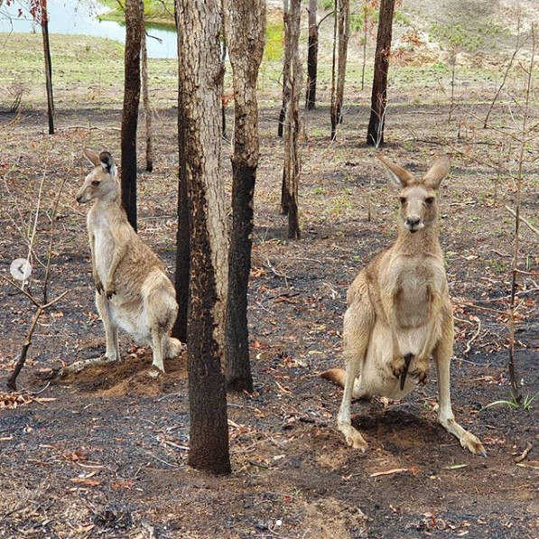Animalele sunt in sfarsit in siguranta