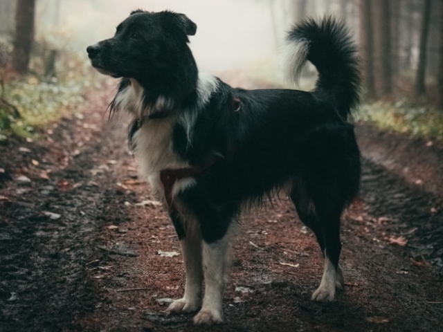 Alte lucruri uimitoare pe care cainii le fac