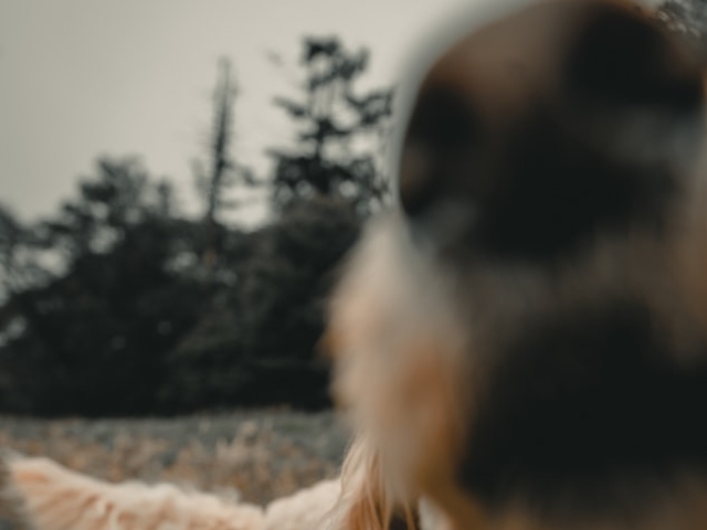 Iti pot identifica sentimentele