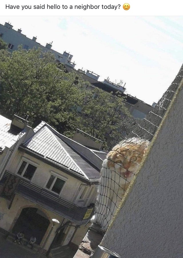 Pisica vecinului il surprinde mereu