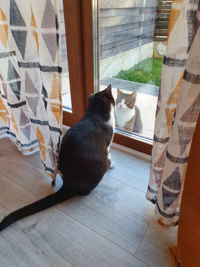 Pisica aceasta ii viziteaza zilnic, la aceeasi ora