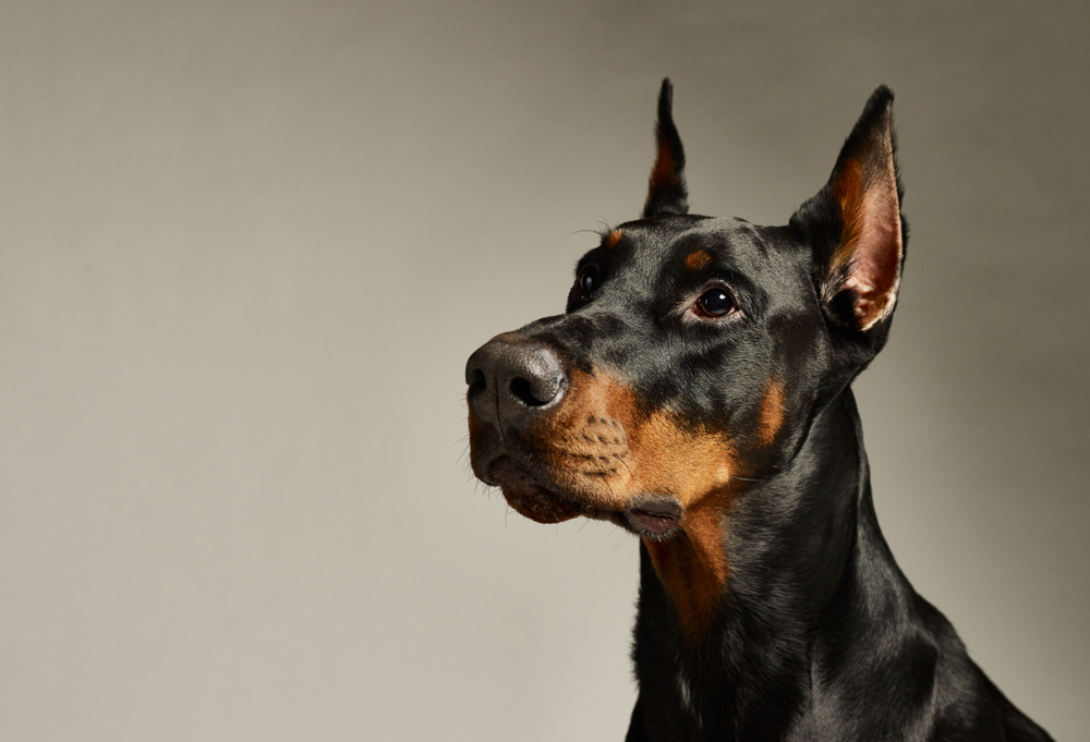2. Doberman