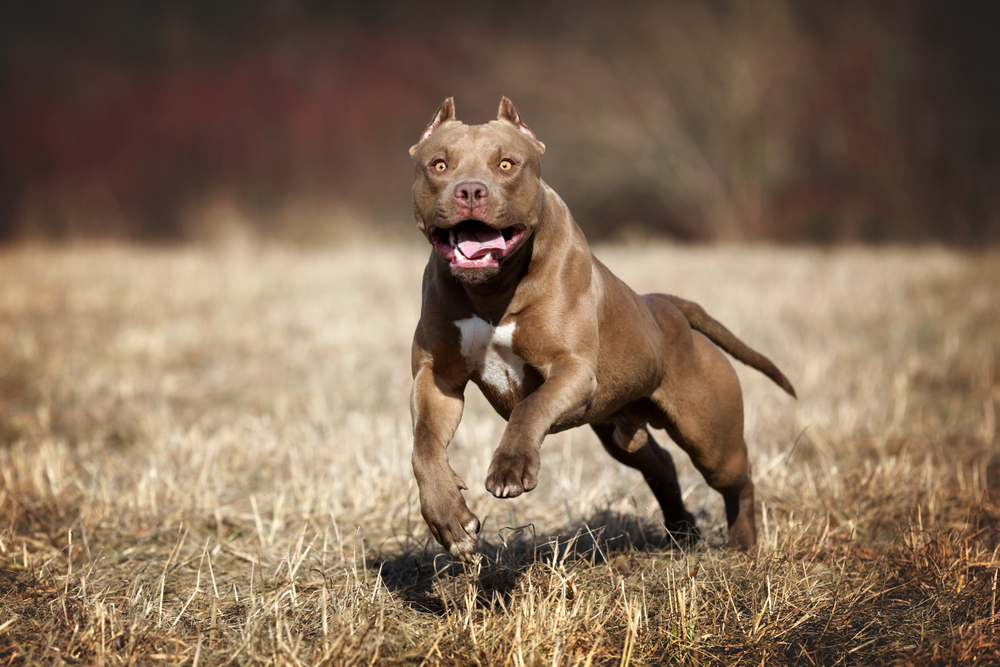 4. Pit Bull