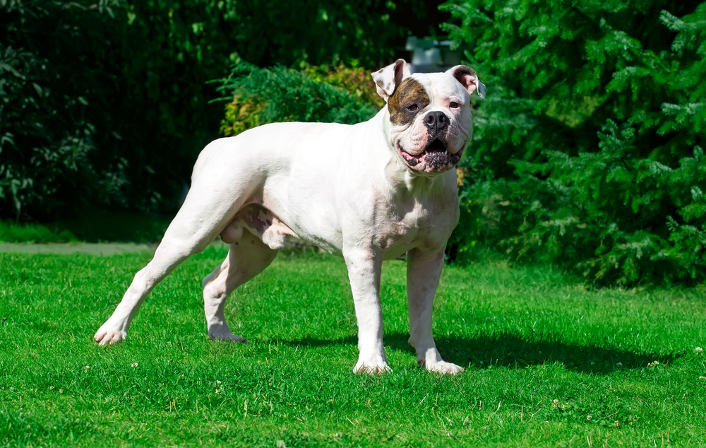 6. American Bulldog