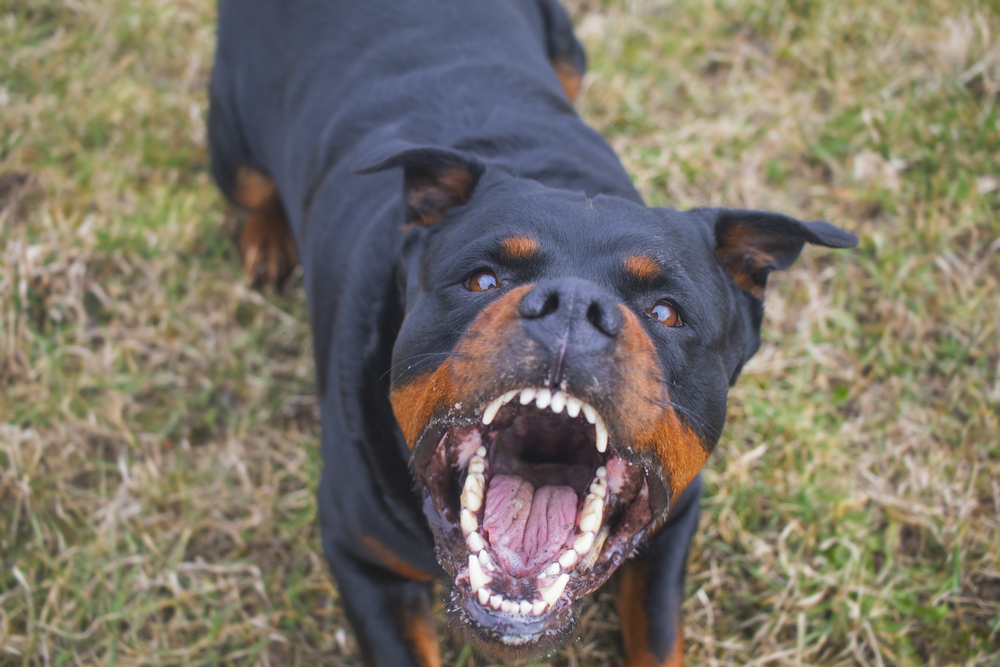 7. Rottweiler