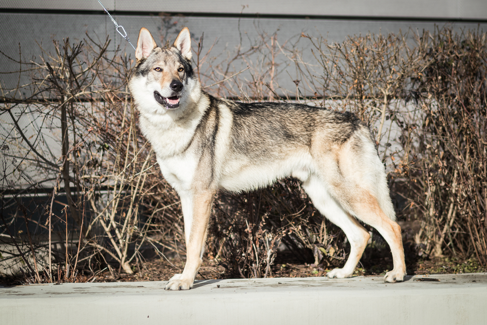 10. Wolfdog cehoslovac
