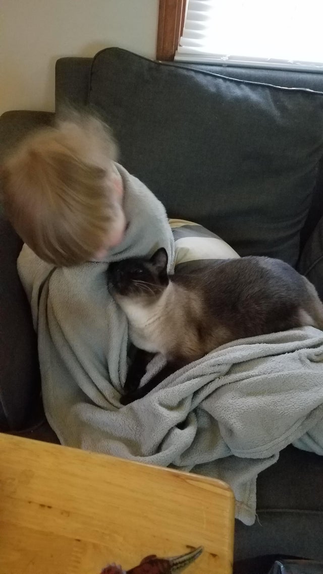 De fiecare data cand micutul este suparat, pisica vine sa il linisteasca