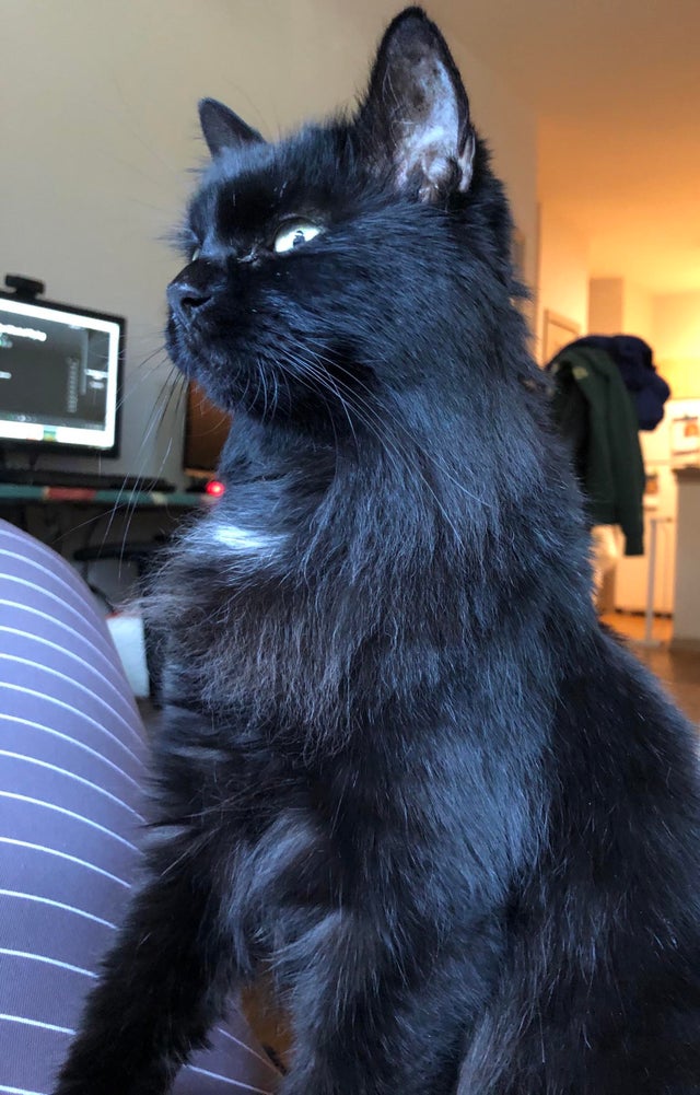 Vechiul stapan a vrut sa o eutanasieze din cauza problemelor la rinichi. Acum este sanatoasa si intr-o familie iubitoare