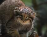 1. Pisica manul