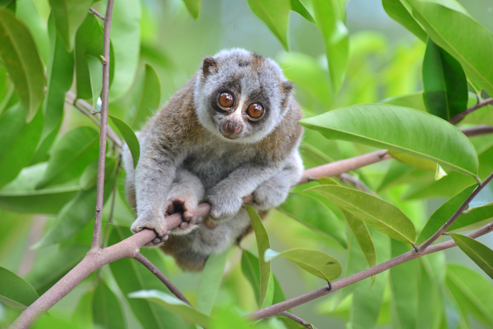 7. Loris