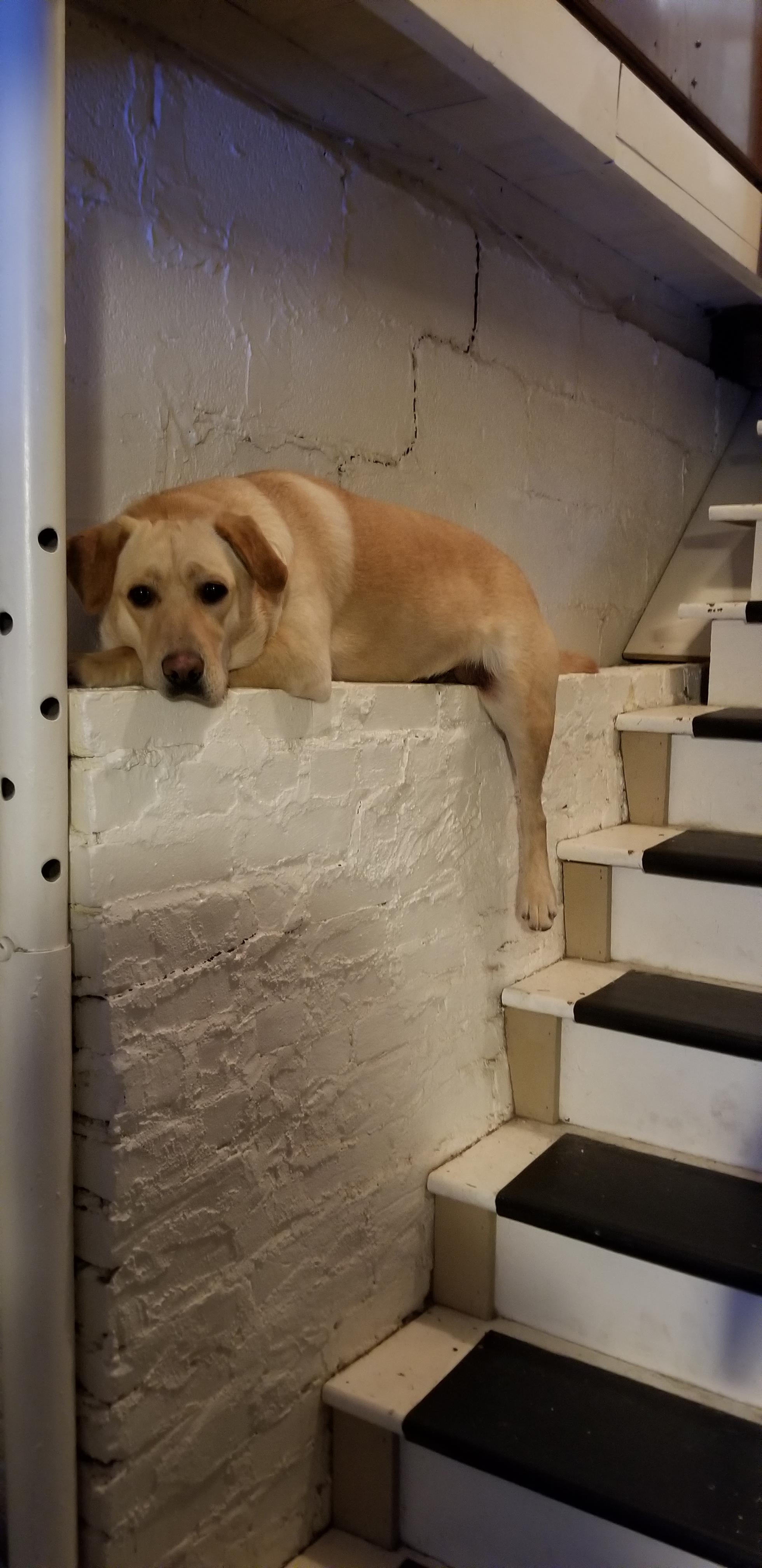 A vazut pisica facand asta o data si a vrut sa incerce si el