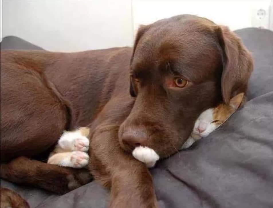 "Nu, nu stiu unde este pisica"