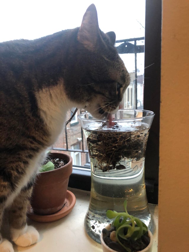 Desi are propriul sau bol cu apa, prefera sa bea din vaza