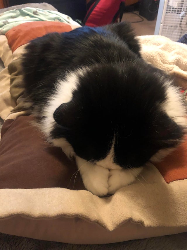 Nu ii place sa i se faca poze