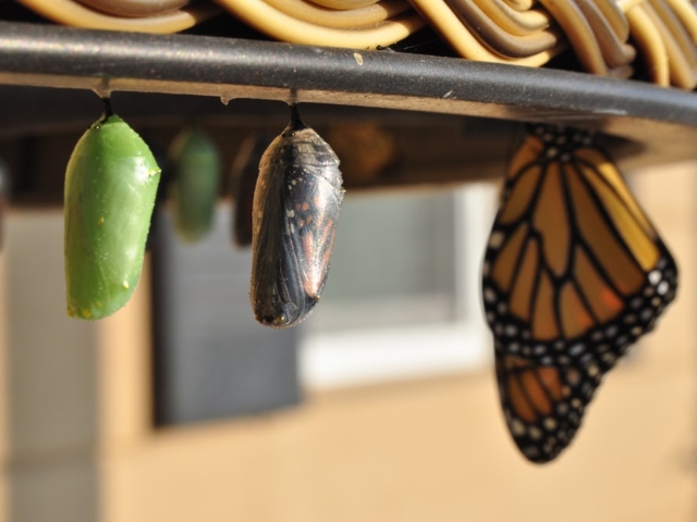 Daca apare dezamagirea, asta inseamna si evolutie