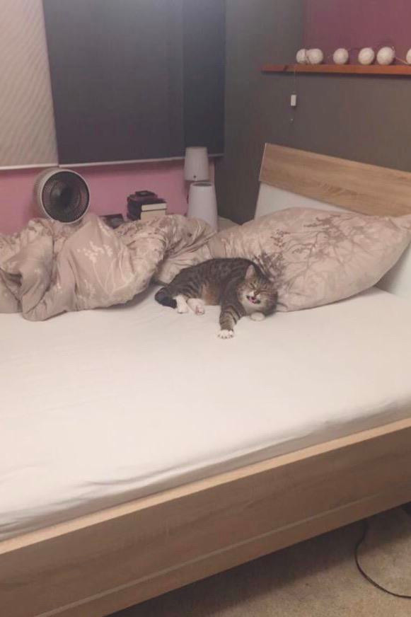 1. "Mi-am surprins pisica in timp ce stranuta"