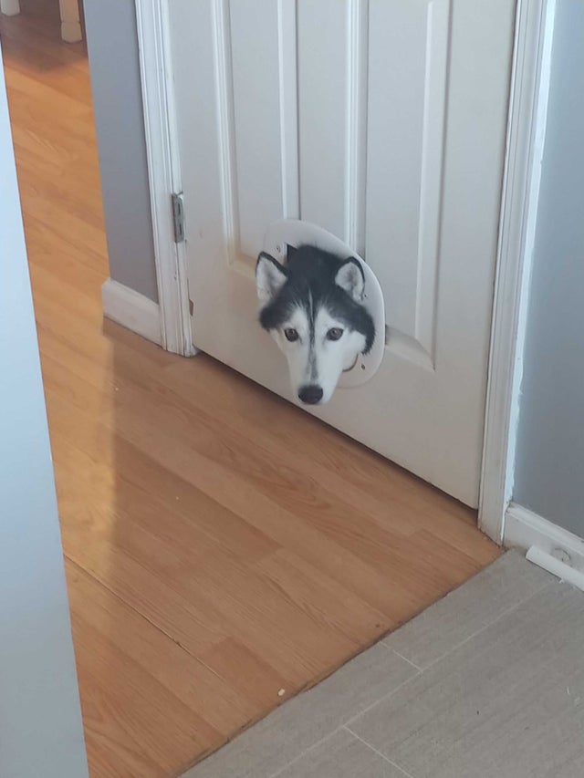 7. "Aceasta este usa pisicii noastre!"