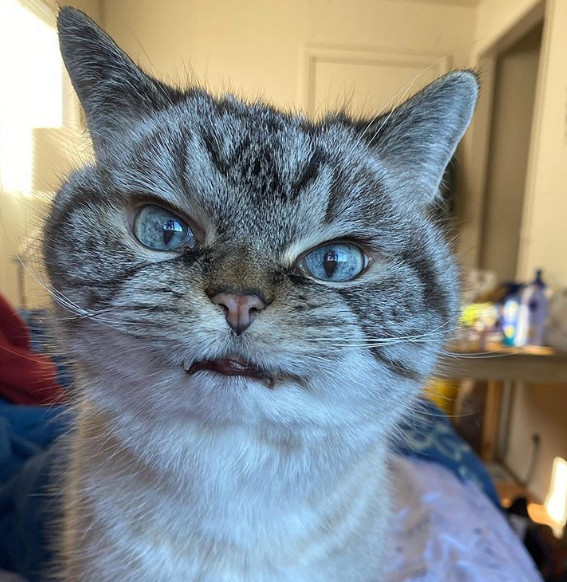 2. "Angry Grumpy Kitzia nu este o pisica suparata, e o fetita dulce si iubitoare"