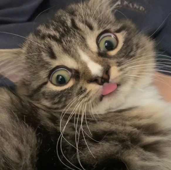 3. "Aceasta pisica are hidrocefalie, dar asta nu o face sa arate mai putin draguta"