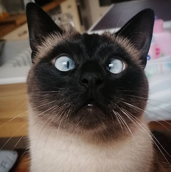 4. "Ochii incrucisati ai lui Ollie i-au adus peste 40.000 de fani"