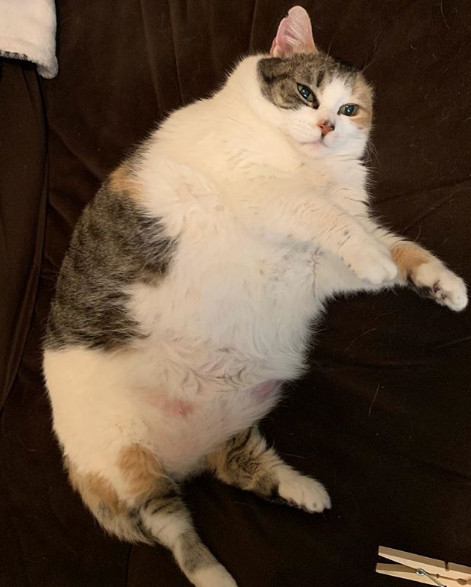 5. "Aceasta pisica este supraponderala, dar adorabila"