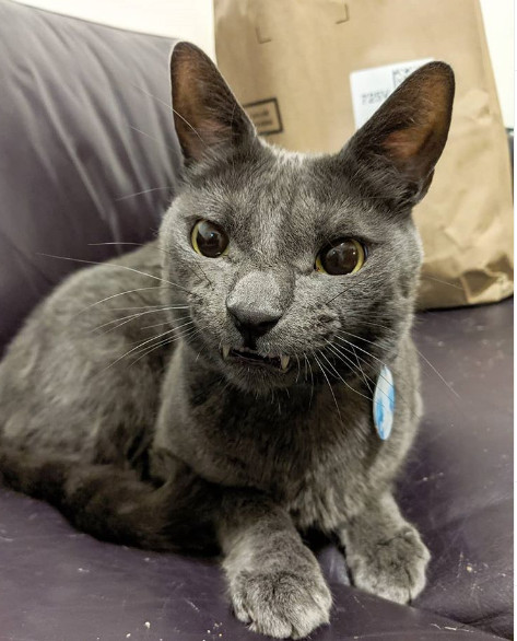 6. "Chiar daca arata ca un lup agresiv, motanul este fermecator"