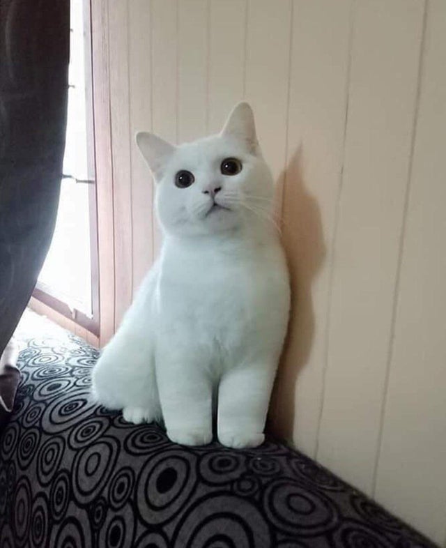 6. "Cred ca se descurca foarte greu cu aceste labute"