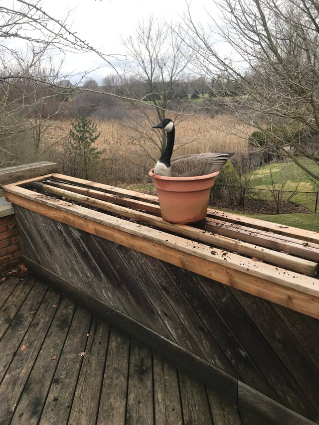 ”Această gâscă canadiană vizitează casa bunicilor mei în fiecare an”