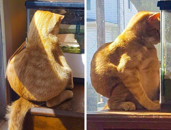 Pisicile se pot face comfortabile oriunde