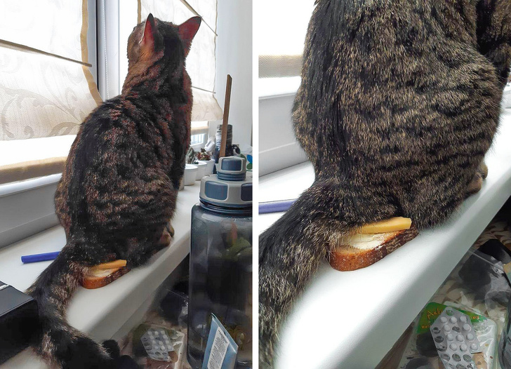 Te poți baza pe pisici să îți strice micul dejun
