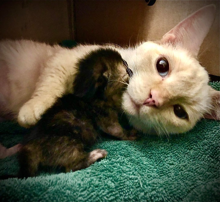 Brațele mamei - cel mai sigur loc din lume