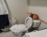 Încerca să își învețe pisica să folosească toaleta. Se pare că elevul a depășit profesorul