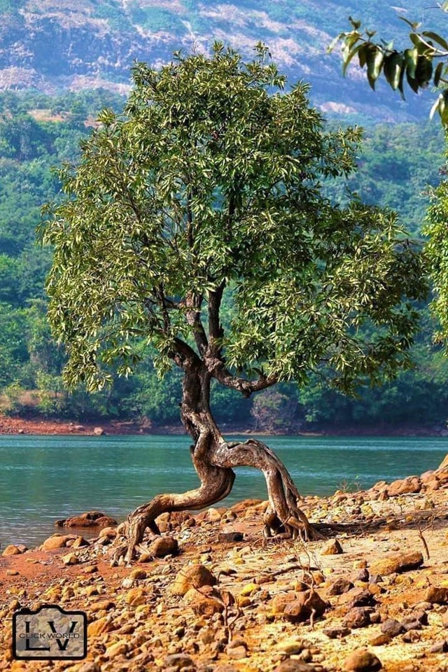 Un arbore în mișcare