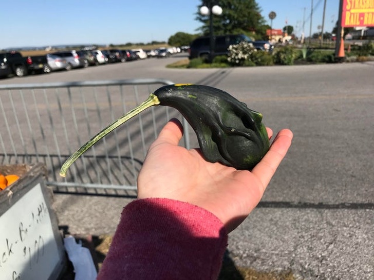 Zucchini sau pasărea kiwi?