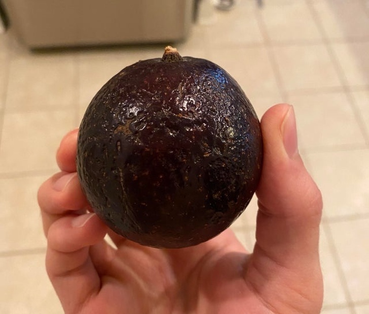 Un avocado perfect rotund