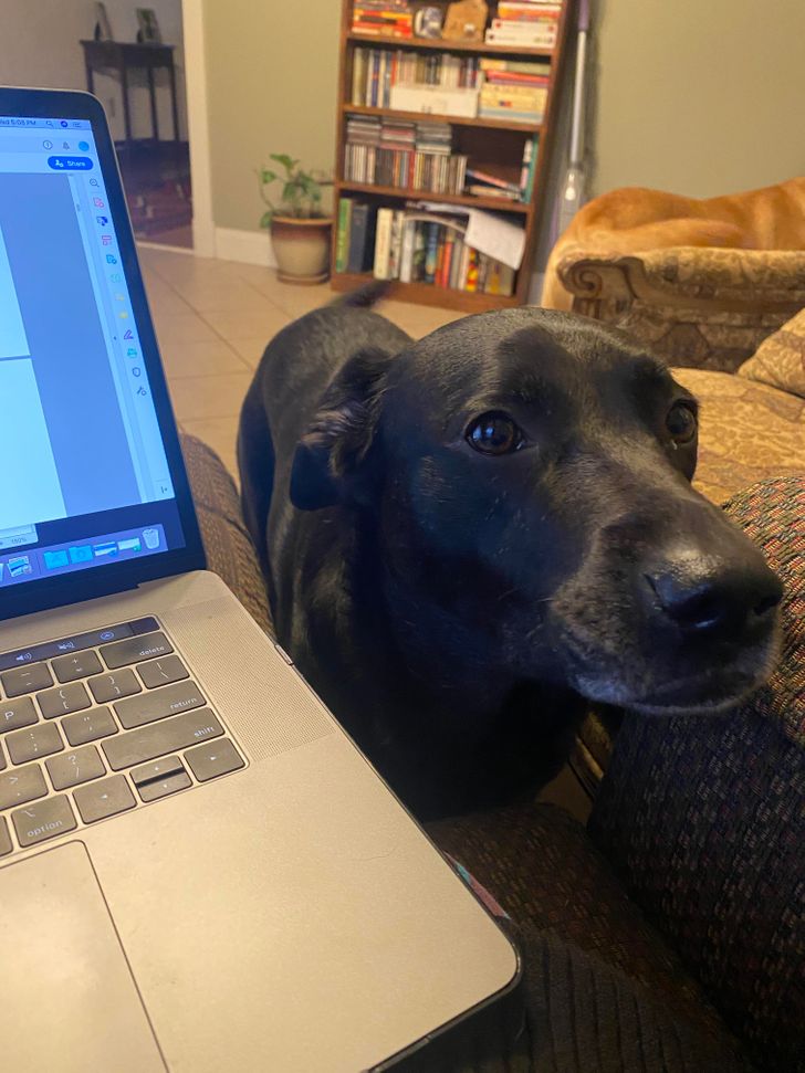 Munca de acasă și animalele de companie