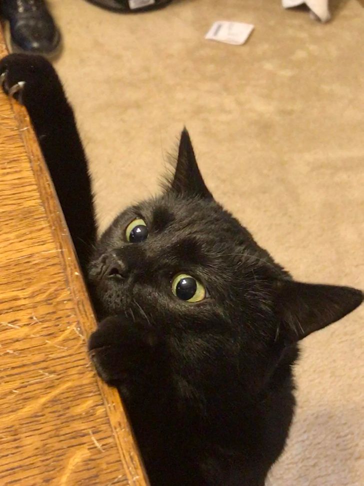 Munca de acasă și animalele de companie