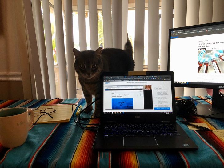 Munca de acasă și animalele de companie