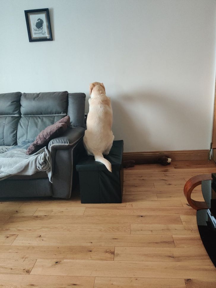 Munca de acasă și animalele de companie